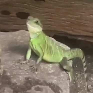 Waving Lizard GIF