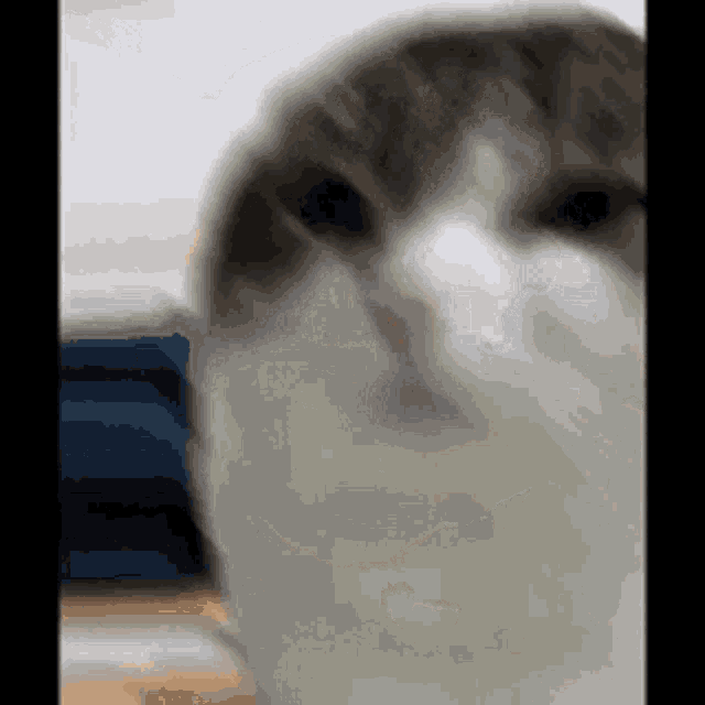 Wawa Wawacat GIF