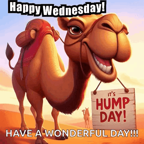 Wednesday Happy Wednesday GIF
