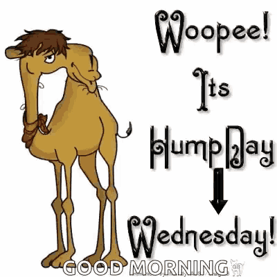 Wednesday Hump Day GIF