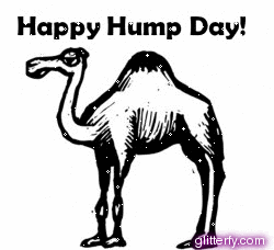 Wednesday Hump Day GIF