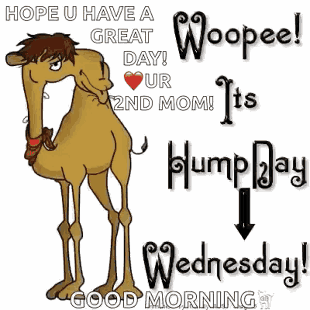 Wednesday Hump Day GIF