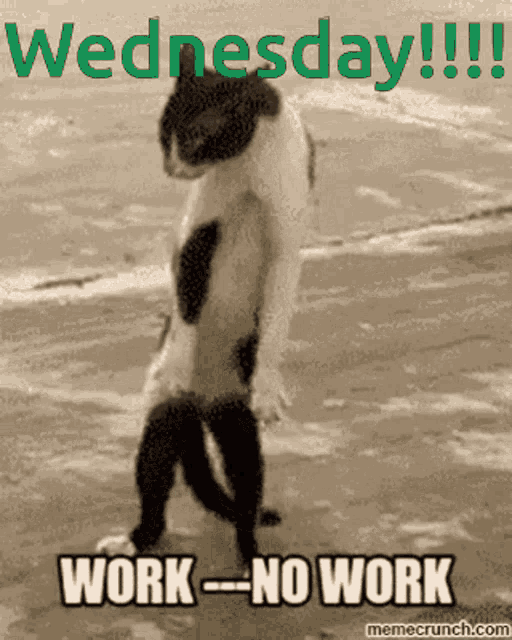 Wednesday Work GIF