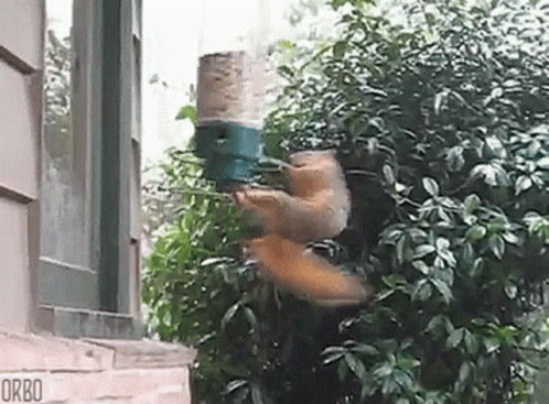 Wee Spin GIF. This 498 x 367 animated GIF is part of our funny squirrel collection. Related themes include squirrel. Created by babyyodafan. View the…