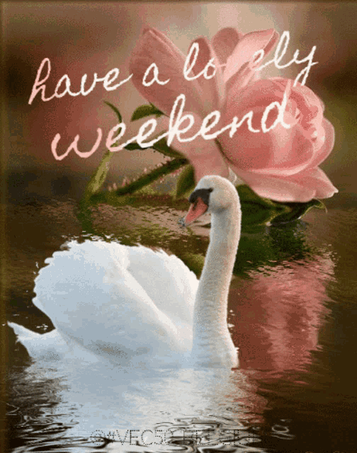 Weekend Vec50 GIF
