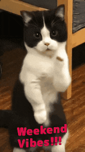 Weekend Vibes Kitty GIF