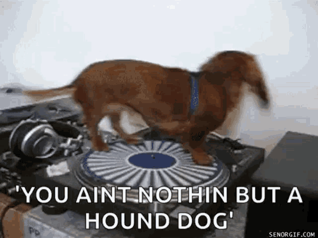 Weenie Weenie Dog GIF