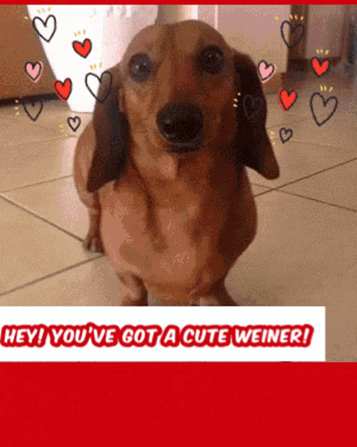 Weiner Dog GIF