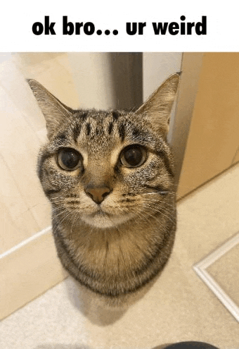 Weird Cat Meme