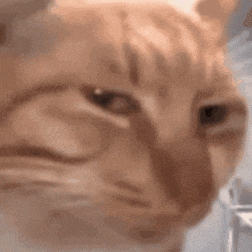 Weird Stare GIF