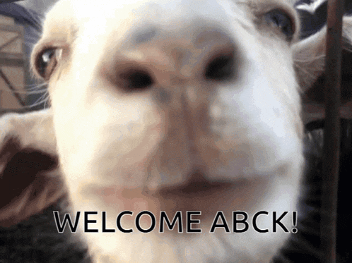 Welcome Abck GIF