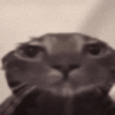 Wet Cat GIF