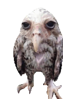 Wet Owl Funny Animals Sticker