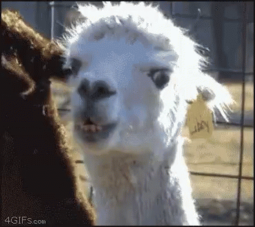 Whaaaaaaat GIF. This 370 x 330 animated GIF is part of our lhama cuspindo collection. View the original animation, share it, or browse related GIFs.