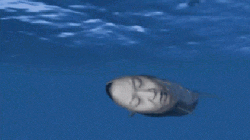 Whale Orange Juice GIF
