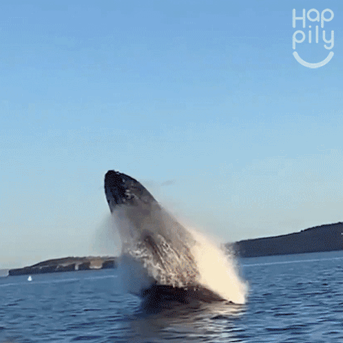 Whale Sighting Happily GIF