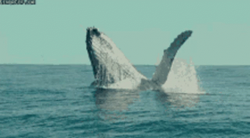 Whale Whale Sharks GIF