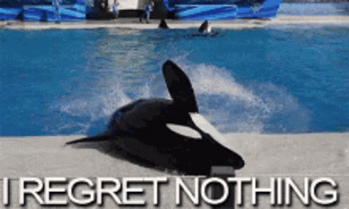 Whale Whale Sharks GIF