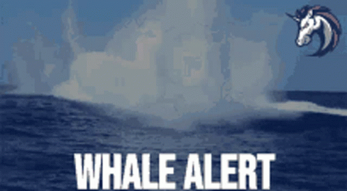 Whale Whale Sharks GIF