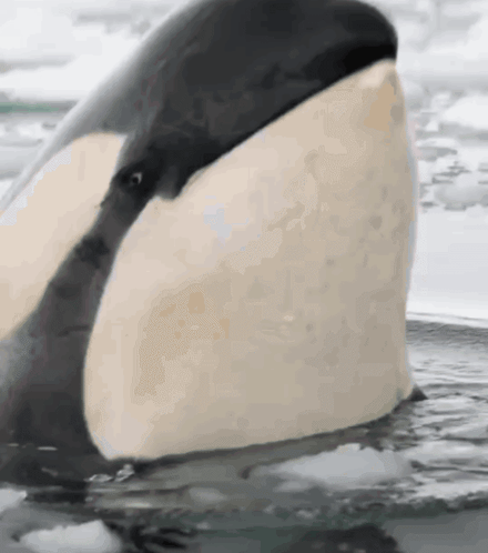Whalethan Whale GIF
