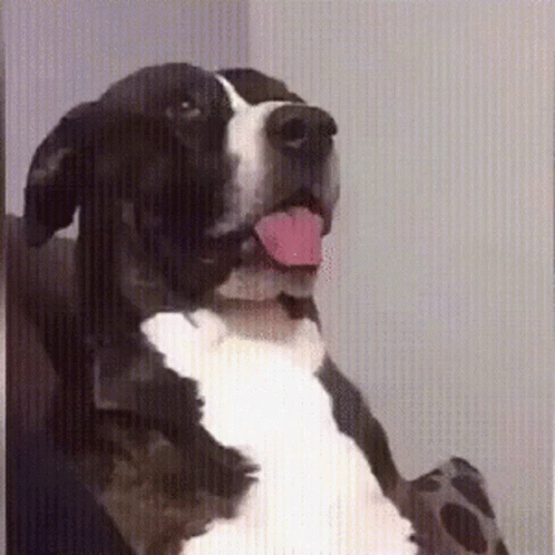 What Confused GIF