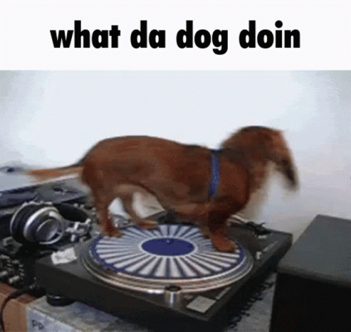 What Da GIF