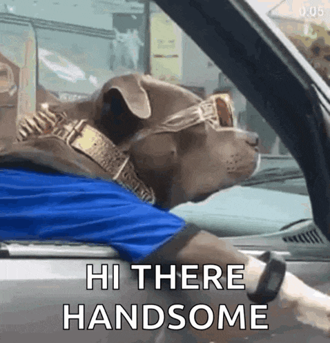 What Dog GIF