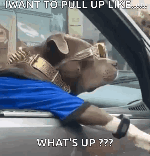 What Dog GIF