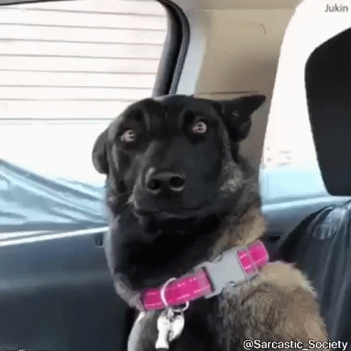 What GIF