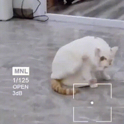 What Huh GIF