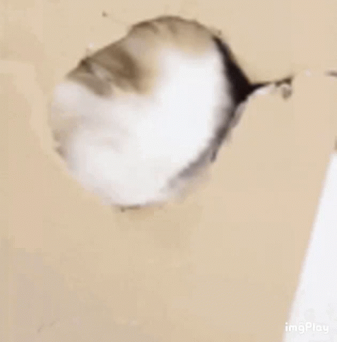 What Is GIF