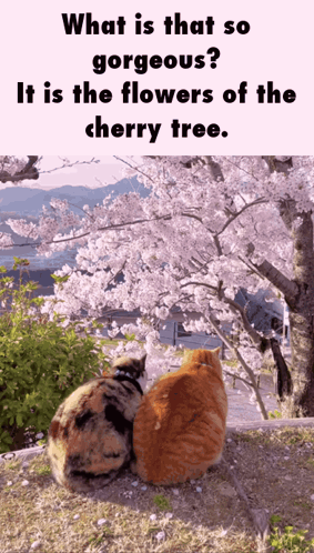 What Is That So Gorgeous It Is The Flowers Of The Cherry Tree Chinese Poem GIF