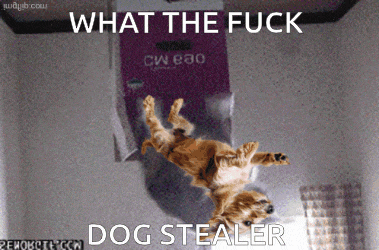 What The GIF