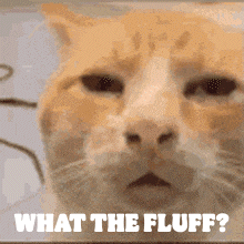 What The Fluff Sleepy GIF