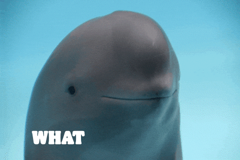 What The Fun Funny GIF