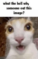 What The Hell Why Someone Eat This Image Sticker
