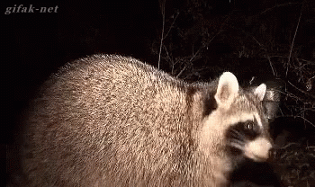 What You Looking At? GIF
