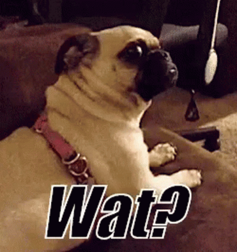 What You Talking About Cute GIF