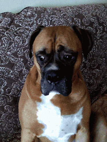 Whatever Whatever You Say GIF