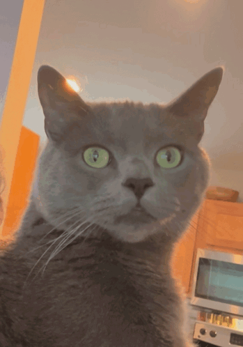 Whatever Whatevs GIF. This 349 x 498 animated GIF is part of our revirando os olhos collection. Related themes include whatever. Created by CrYoGeNiCk_1337…