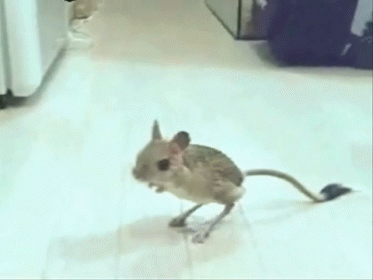 What'S That?! GIF