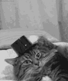 Whats Up Cat GIF