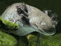 When You Hear Something Ridiculus Axolotl Meme