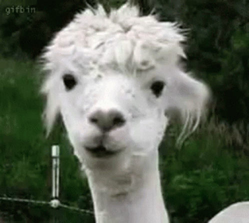When You Try To Eat In Class Wink GIF. This 498 x 446 animated GIF is part of our lama collection. Related themes include eating, wink. Created by Javani11…