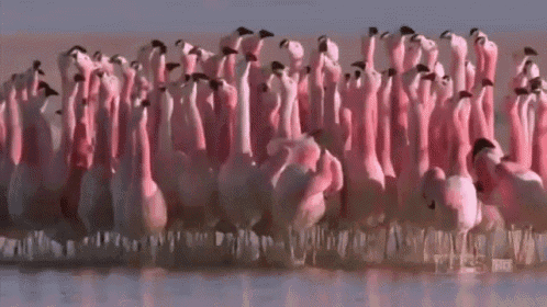 Where Flamingo GIF