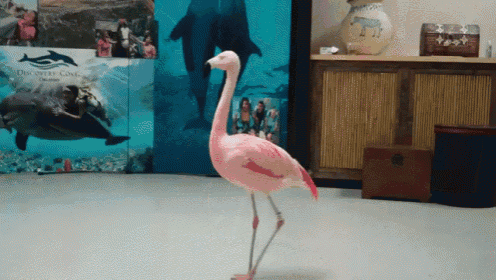 Which Way Did He Go? GIF