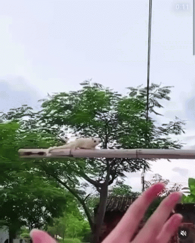 White Bat GIF