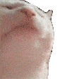 White Cat Sticker