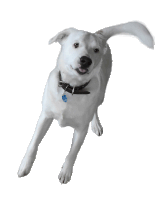 White Dog Sticker