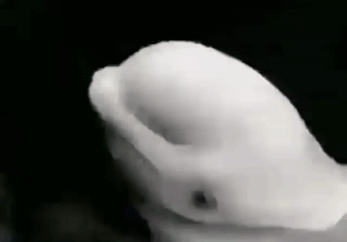 White Dolphin Shake GIF